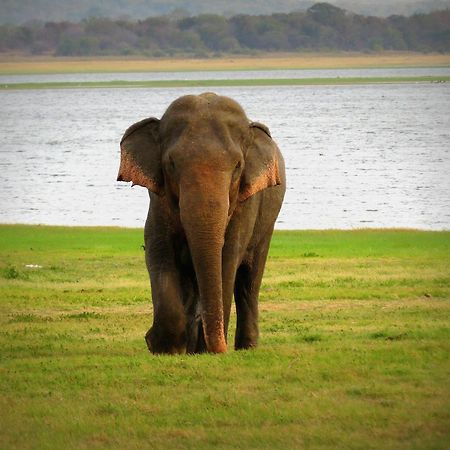 Mahoora Tented Safari Camp Udawalawe Luaran gambar