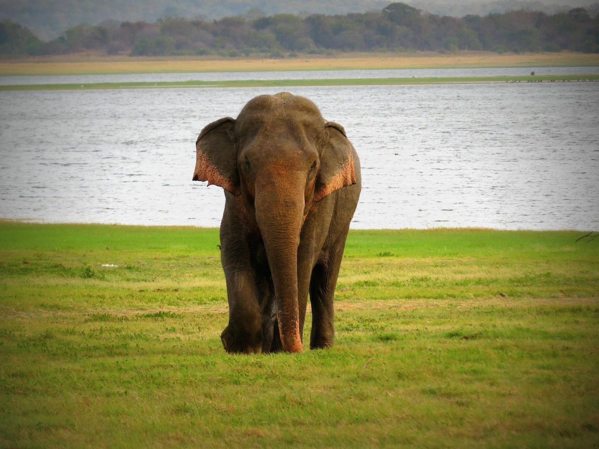 Mahoora Tented Safari Camp Udawalawe Luaran gambar