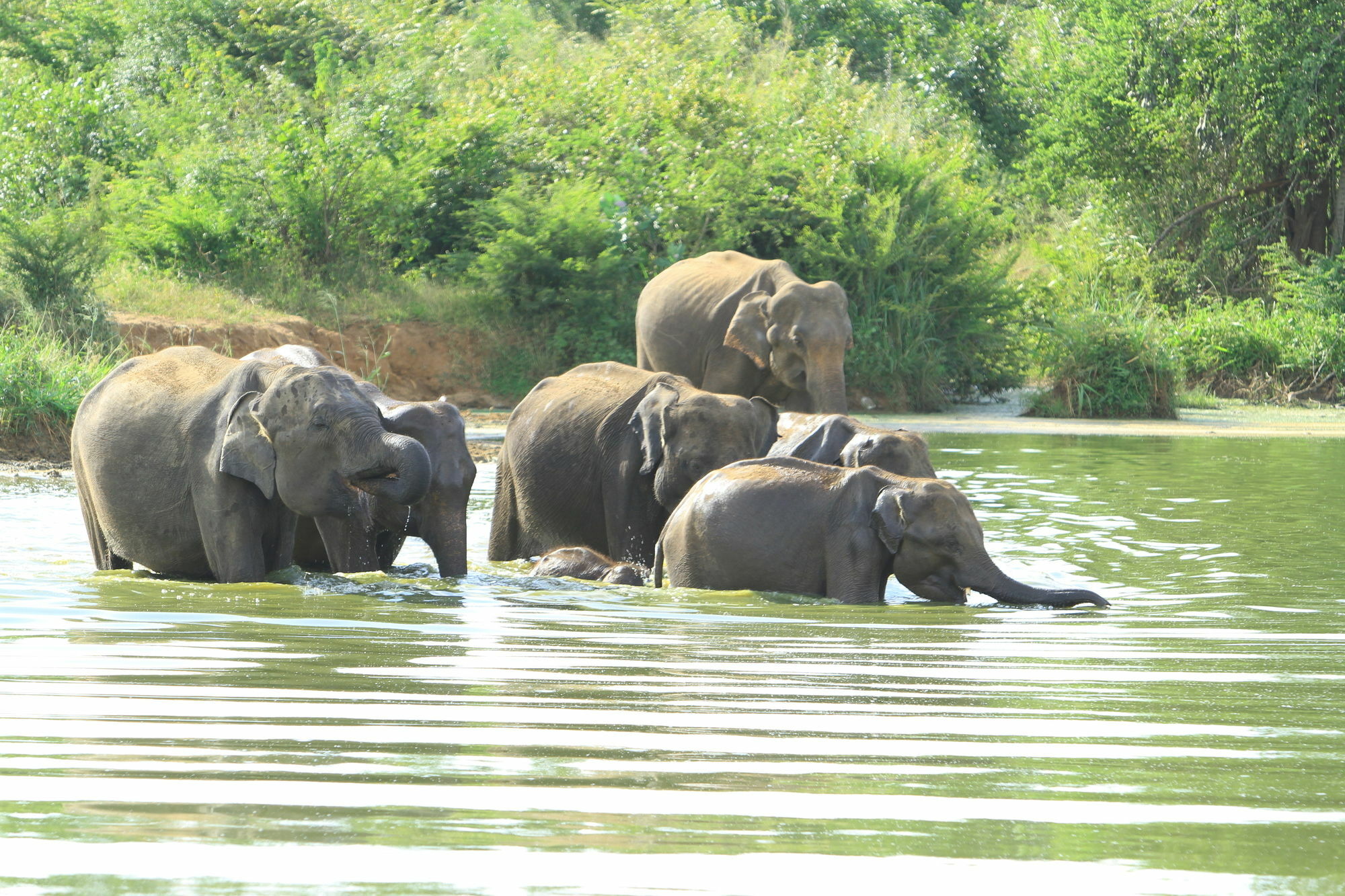 Mahoora Tented Safari Camp Udawalawe Luaran gambar