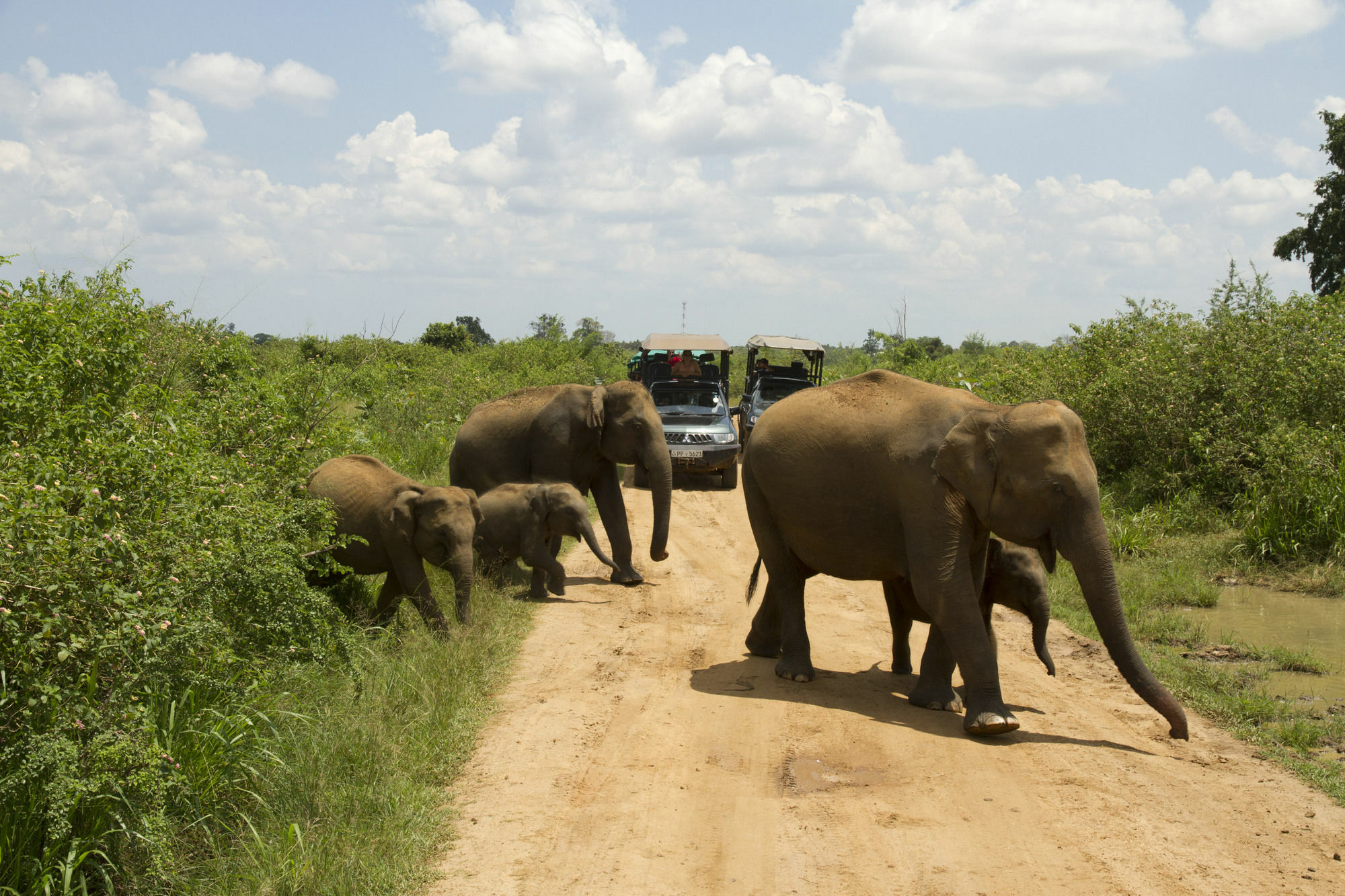 Mahoora Tented Safari Camp Udawalawe Luaran gambar
