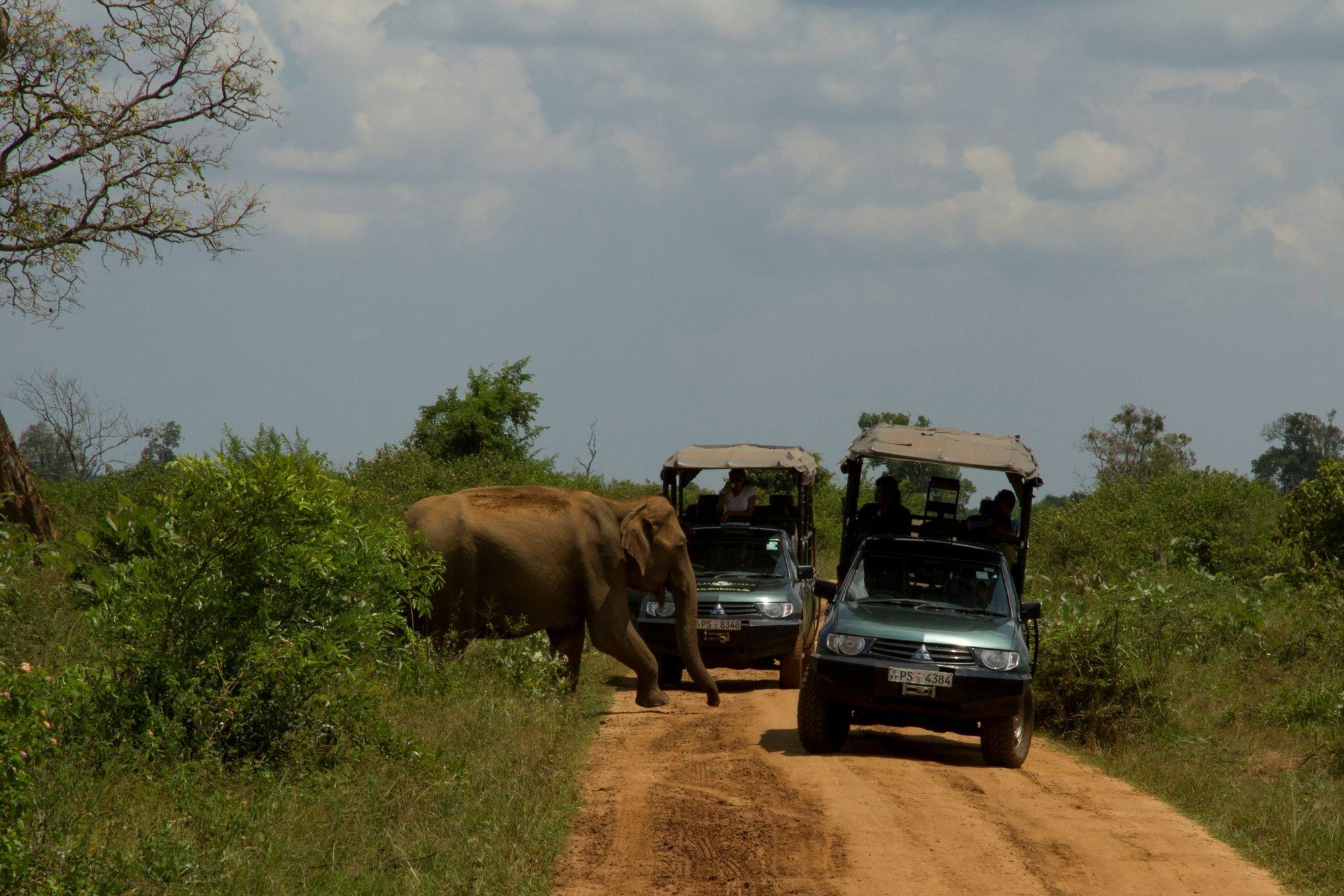 Mahoora Tented Safari Camp Udawalawe Luaran gambar