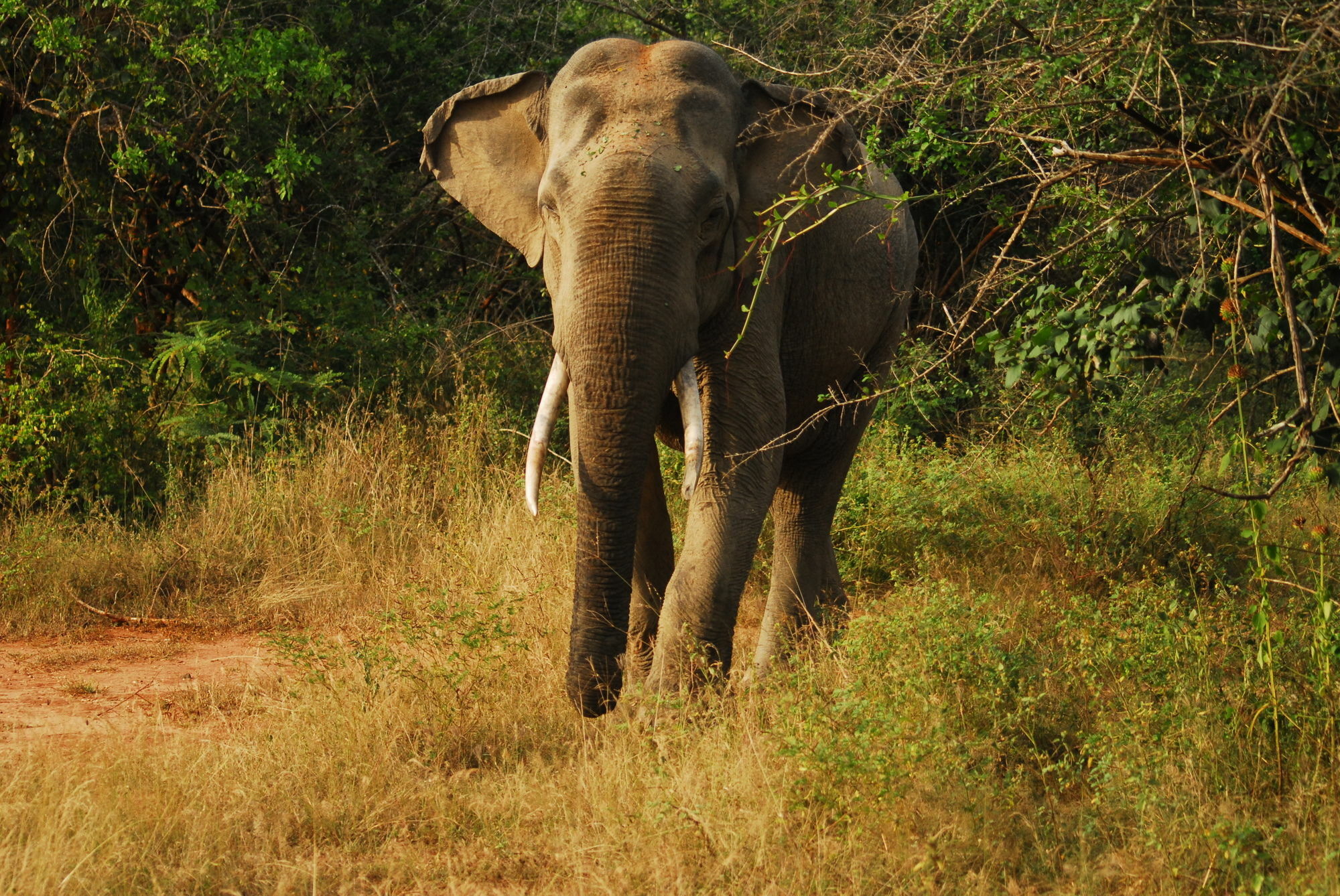 Mahoora Tented Safari Camp Udawalawe Luaran gambar