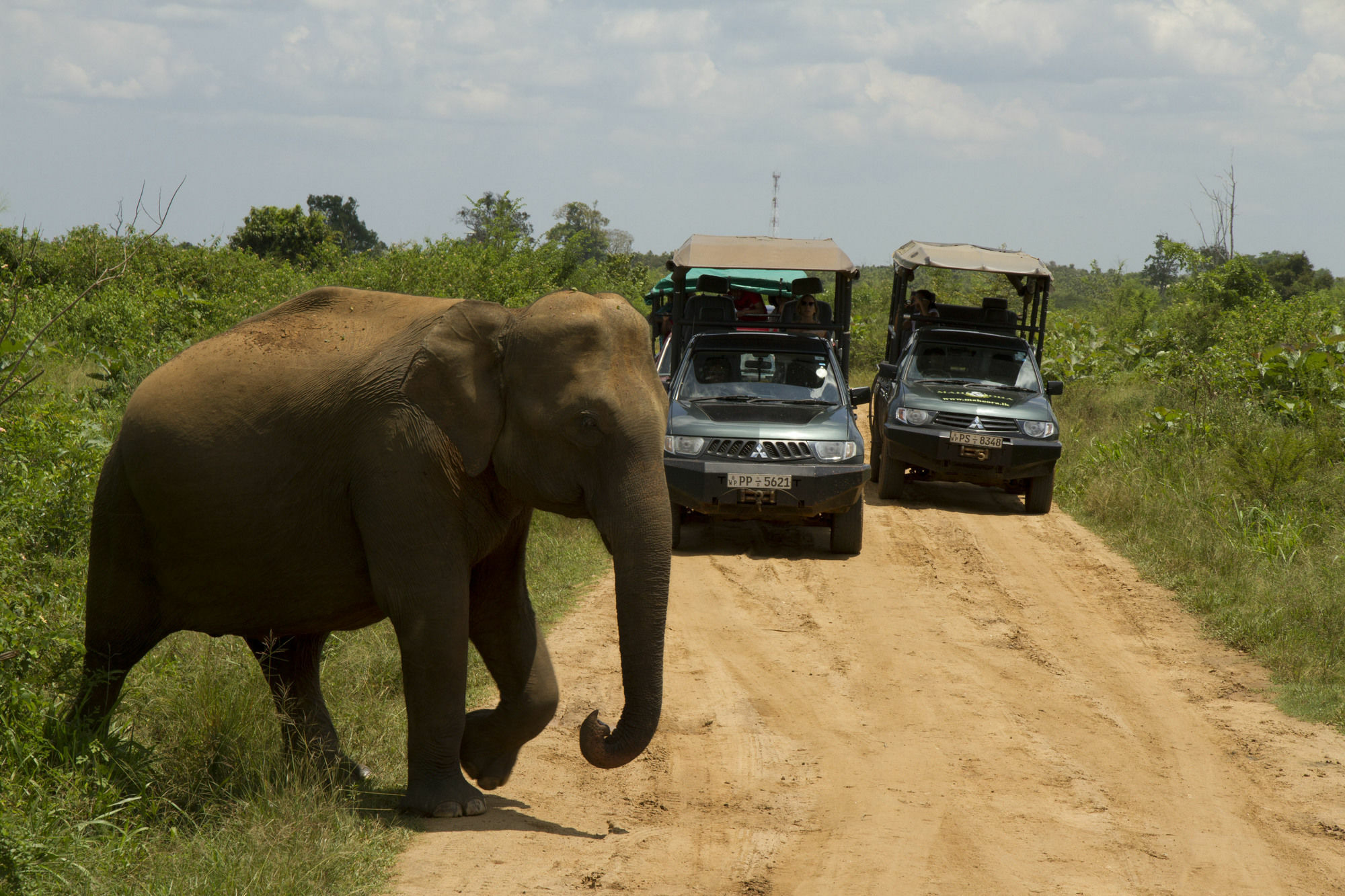 Mahoora Tented Safari Camp Udawalawe Luaran gambar